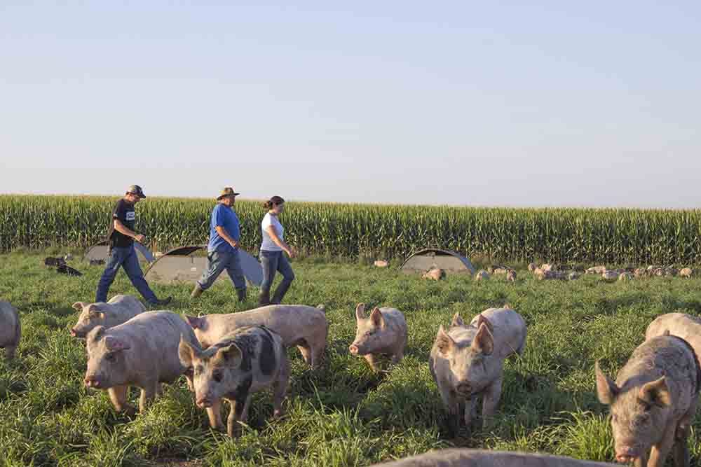 GMRS Two-Way Radios-Farm Efficiency Solutions