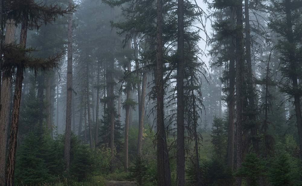 How to Use DMR 2 Way Radio in Dense Forests