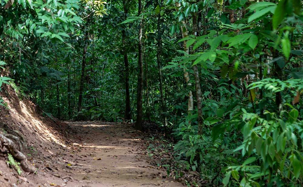 Portable DMR Radio Signal Range in Dense Jungle Environments