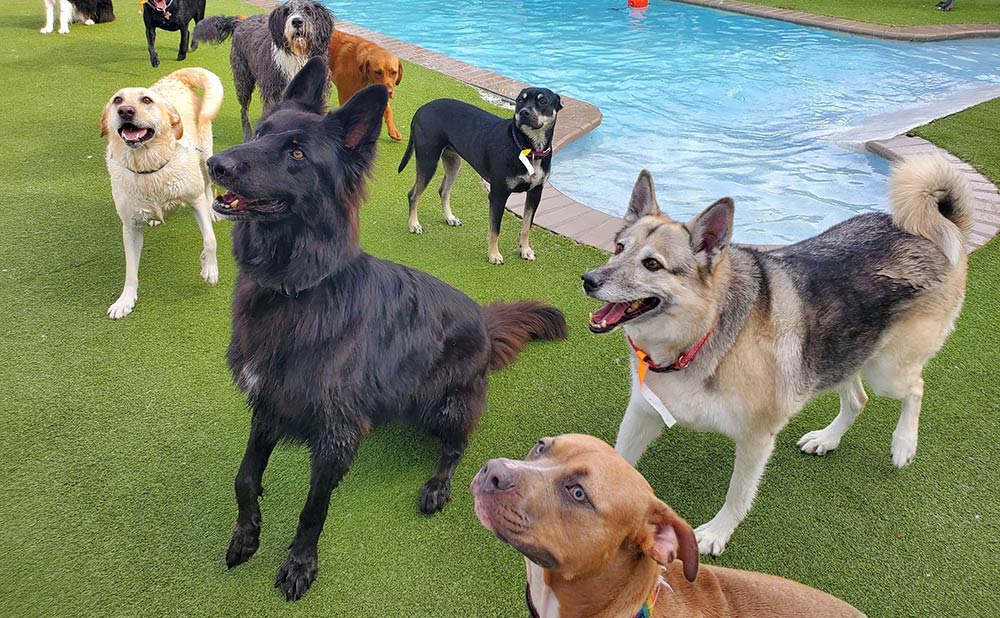 Retevis Two Way Radios for Animal Care