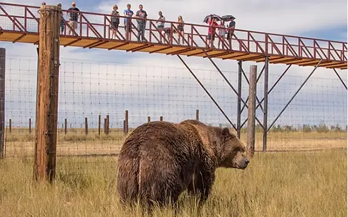 Wild Animal Sanctuary