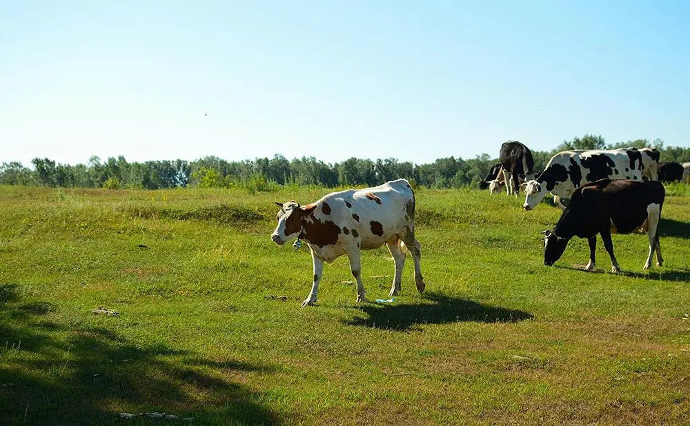 farm and ranch