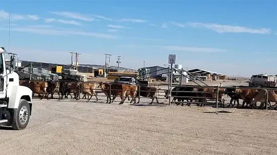 How Retevis Solved the Wireless Communication Challenges of Faria Brothers Dairy Farm